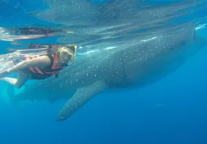 Full-Day Whale Shark Tour Puerto Morelos with Pickup and Lunch