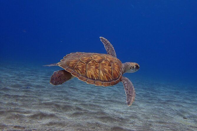 Try Dive in Abades Bay with a private instructor