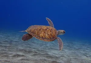 Try Dive in Abades Bay with a private instructor