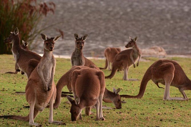 Half Day Swan Valley and Wildlife Park Tour