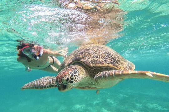 Full Day Tour to Tulum Cenote and Swim with Turtles in Akumal