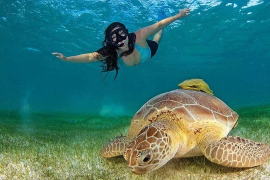 Turtle Akumal Adventure! Tulum Ruins and Cenote from Riviera Maya