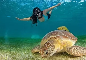 Turtle Akumal Adventure! + Tulum Ruins From Cancun & Playa Del Carmen