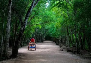 Coba Mayan Ruins and Cenote Cultural Full-Day Tour from Riviera Maya