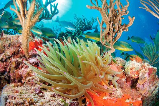 Adrenaline Experience - Snorkel, Rappell & Ziplines from Riviera Maya