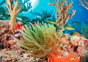 Adrenaline Experience - Snorkel, Rappell & Ziplines from Riviera Maya