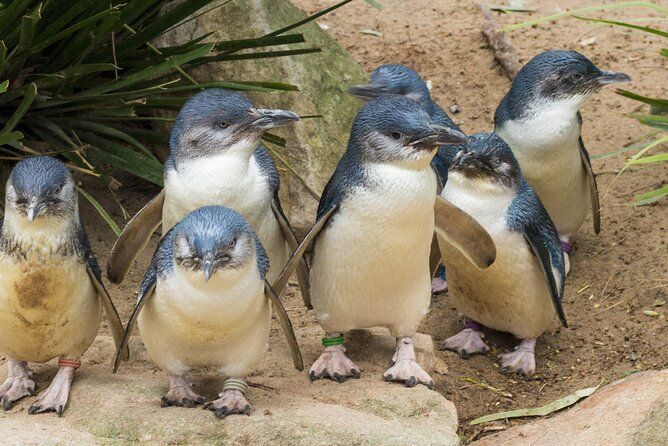 Healesville Sanctuary And Phillip Island Wildlife Bus Tour