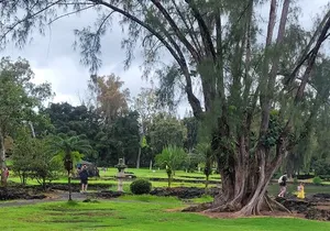 Meditative Journey through Hilo Gardens