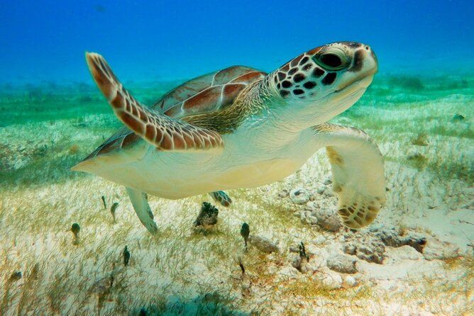 Turtle Swim & Tulum Ruins! With Cenote from Playa del Carmen