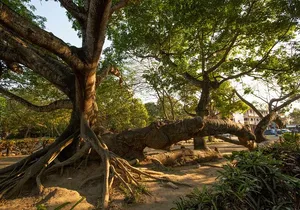 Coba Ruins: Self-Guided Walking Audio Tour in Mexico