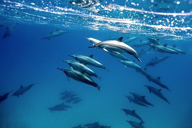 Cabo Wildlife Safari