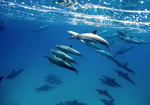 Cabo Wildlife SAFARI