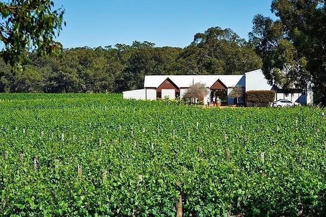 Upper Reach Winery: Swan Valley Winery and Vineyard Tour