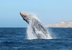 Los Cabos Sightseeing and Cultural Day Trip with Boat Ride