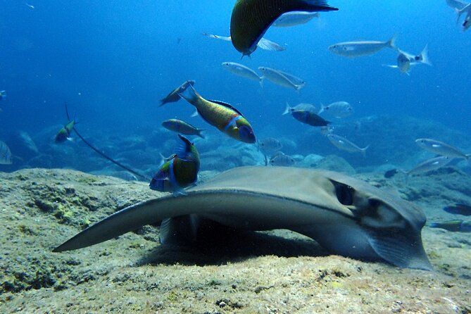 Scuba Adventure – 2 Guided Dives from Our Boat in Tenerife