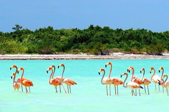 Holbox plus Island Magic by boat Tour from Cancun