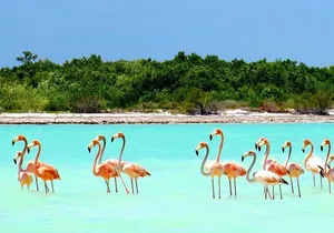 Holbox plus Island Magic by boat Tour from Cancun