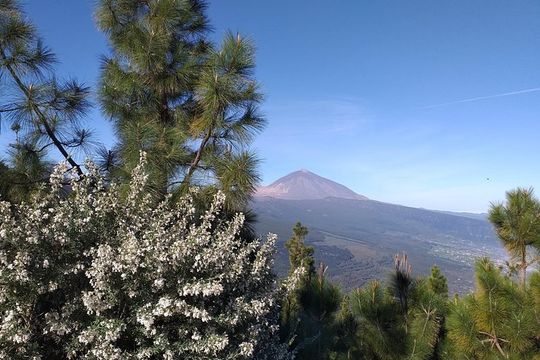 Teide essential Shore Excursion VIP TOUR