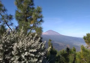 Teide essential Shore Excursion VIP TOUR