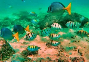 Glass Bottom Boat Sightseeing Tour in Cabo San Lucas