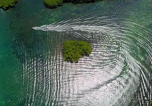 Mangrove Jungle Speedboat Tour in Nichupte Lagoon