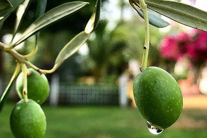Olive Oil Tasting and Culinary Day Trip in Carmona