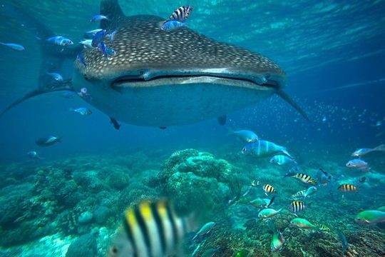 Snorkeling with Whale Sharks - Isla Mujeres