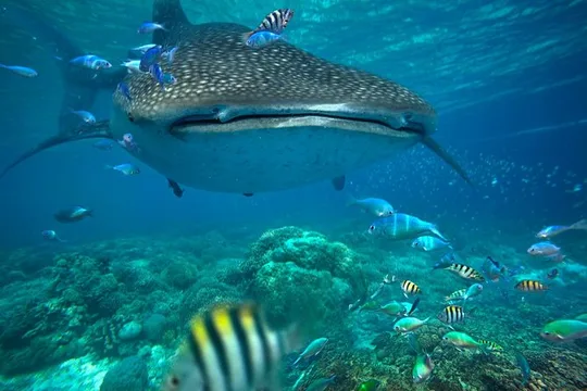 Snorkeling with Whale Sharks - Isla Mujeres