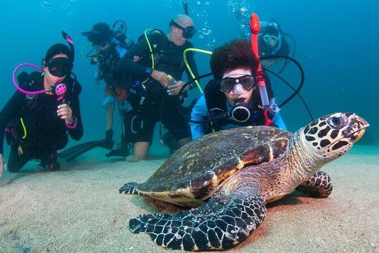 Scuba Diving Puerto Vallarta Undersea Arcos or Marietas