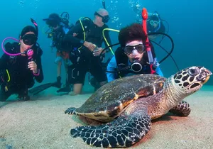 Scuba Diving Puerto Vallarta Undersea Arcos or Marietas
