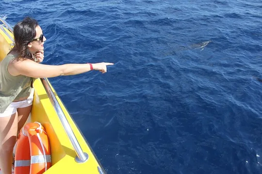 Escursione al tramonto per osservare i delfini a bordo del Biosfera Jet