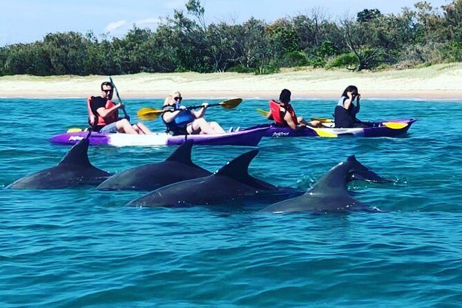 Gold Coast: Wavebreak Island Kayak, Snorkel & Fish Feeding