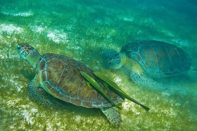 Tulum ruins, Swim with turtles and Cenote from Riviera Maya