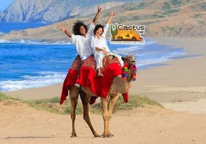 Beach Camel Ride & Encounter in Cabo