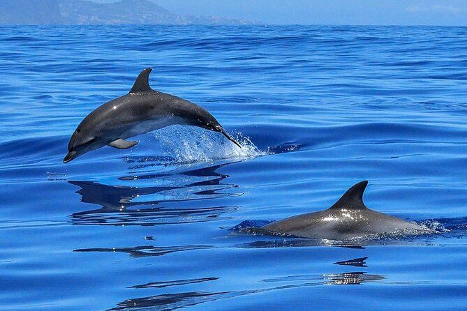 Whale & Dolphin Watching Boat Trip in Tenerife On a Sailing Boat (3 Hr)