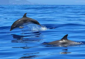 Whale & Dolphin Watching Boat Trip in Tenerife On a Sailing Boat (3 Hr)