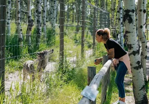 Yamnuska Wolfdog Sanctuary Walk Ticket in Canada