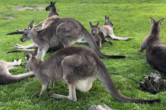 Puffing Billy and Phillip Island Day Tour(Melbourne Chinese Tour)