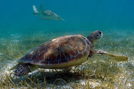 Private Snorkel Adventure! Akumal Reef + Cenote Swim