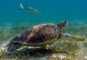 Private Snorkel Adventure! Akumal Reef + Cenote Swim