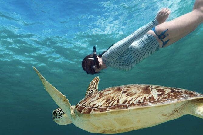 EXPERIENCE SWIMMING with the TURTLES and Discover the amazing Tulum Ruins tours.