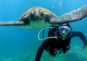 Discover Scuba Diving Experience in Turtle Habitat