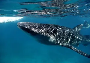 LIVE the experience of Swim with the Whale Shark.