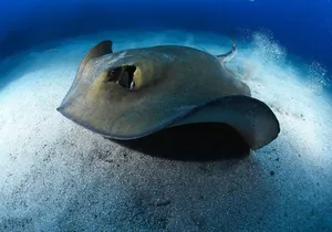 ADVANCED OPEN WATER CERTIFICATION - Improve your scuba diving skills up to 30m !