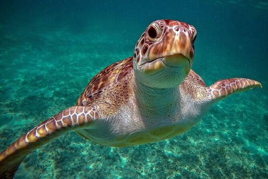 Snorkeling with Turtles and Cenote Tour from Riviera Maya
