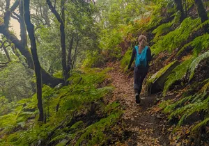 Tenerife: Hiking through Enchanted forest Above Masca with PICKUP