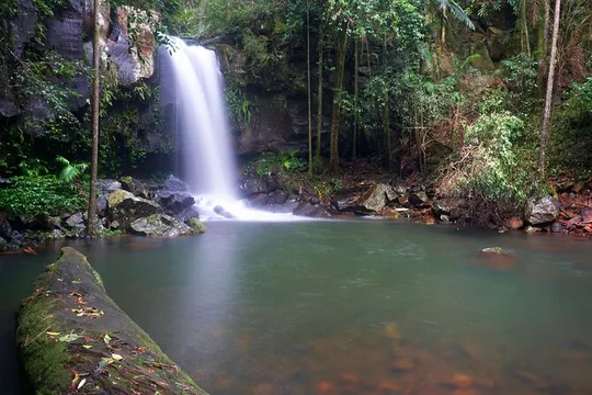 Glow Worms - Nocturnal Rainforest/Waterfall Adventure