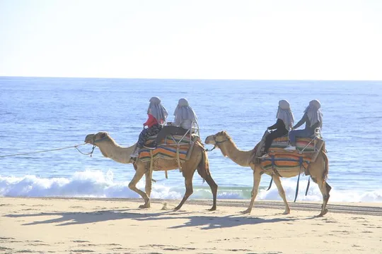 The Ultimate Camel Safari Experience in Los Cabos