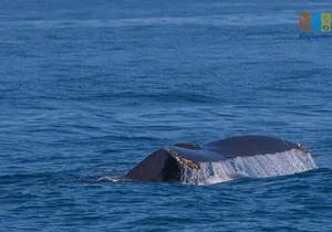 Private Whale watching Puerto Vallarta