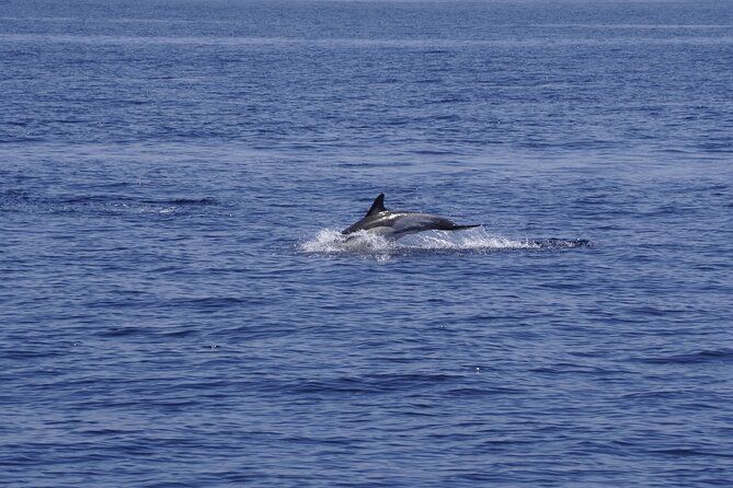 Whale & Dolphin Observation on Electric Sailing Boat in Denia